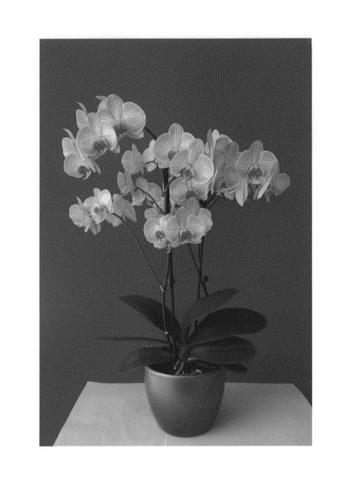 Figure 1 of US plant patent PP30685, the photograph of MI00599 printed in the patent.