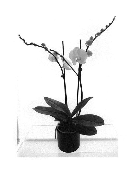 Figure 1 of US plant patent PP30686, the photograph of MI00901 printed in the patent.