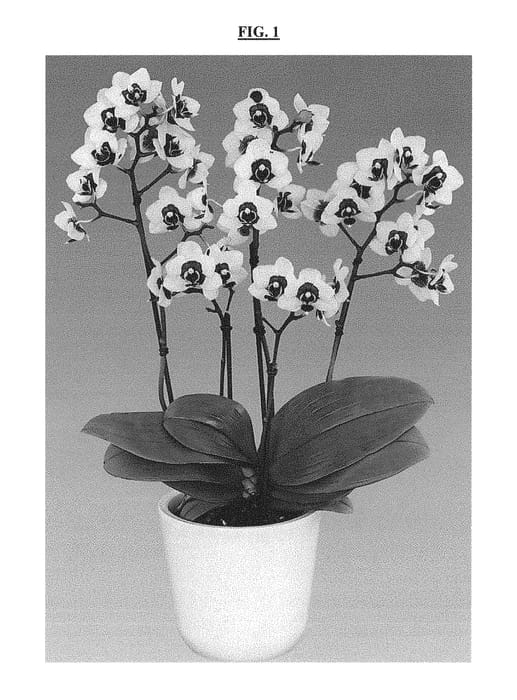 Figure 1 of US plant patent PP30687, the photograph of Selfie printed in the patent.