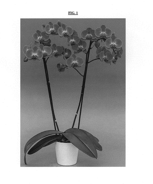 Figure 1 of US plant patent PP30688, the photograph of Tigris printed in the patent.