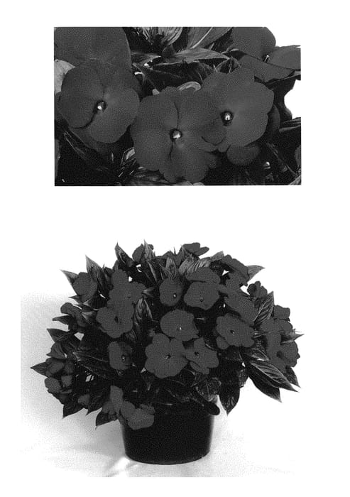 Figure 1 of US plant patent PP30689, the photograph of Doimtatrure printed in the patent.