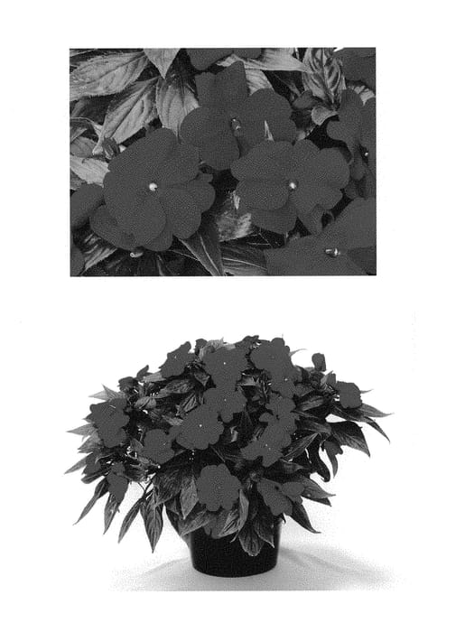 Figure 1 of US plant patent PP30690, the photograph of Doimmagre printed in the patent.