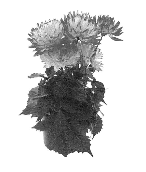 Figure 1 of US plant patent PP30691, the photograph of BKDAMAGRB printed in the patent.