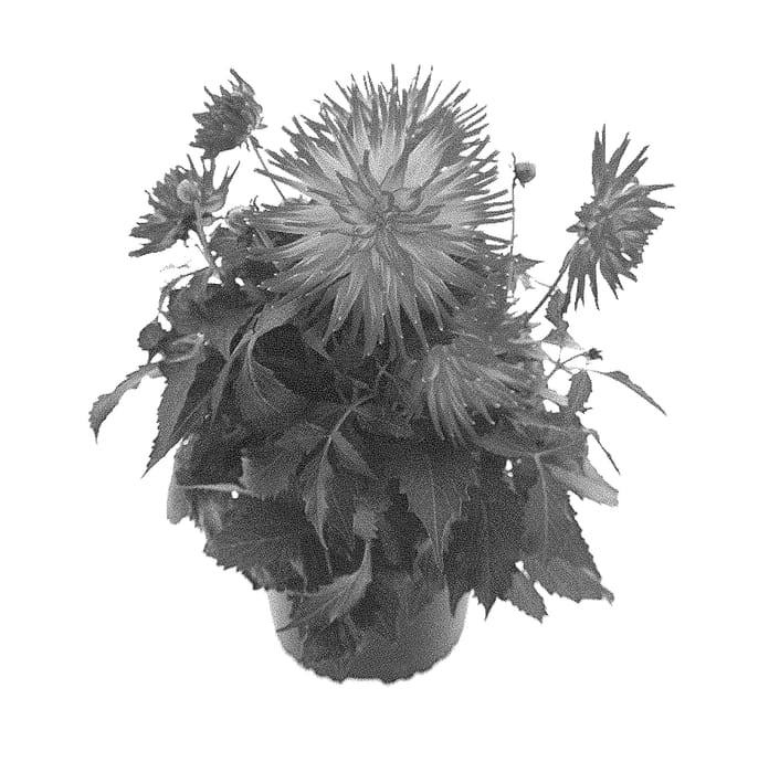 Figure 1 of US plant patent PP30692, the photograph of BKDAMAGFR printed in the patent.