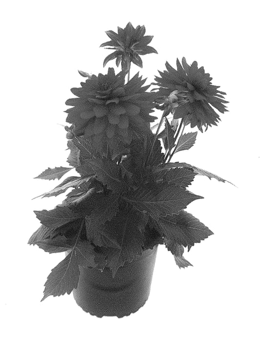 Figure 1 of US plant patent PP30693, the photograph of BKDAMAGPU printed in the patent.