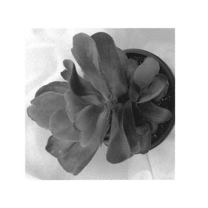 Figure 1 of US plant patent PP30694, the photograph of Dragonfire printed in the patent.