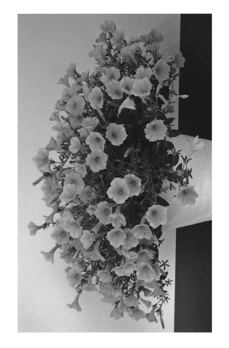 Figure 1 of US plant patent PP30695, the photograph of MIYOPEGB60-1 printed in the patent.
