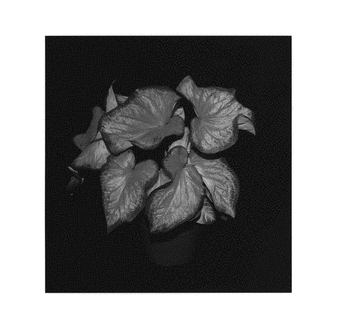 Figure 1 of US plant patent PP30696, the photograph of Bold 'N Beautiful printed in the patent.