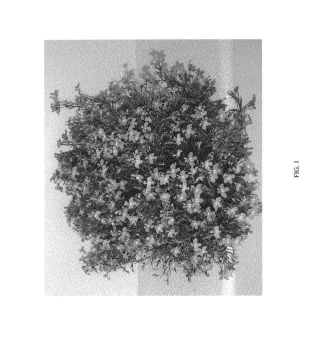 Figure 1 of US plant patent PP30697, the photograph of LOCPI03-0 printed in the patent.