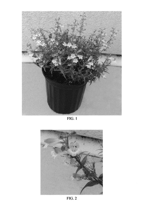Figure 1 of US plant patent PP30698, the photograph of Balmiblavbi printed in the patent.