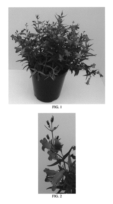 Figure 1 of US plant patent PP30699, the photograph of Balmibred printed in the patent.