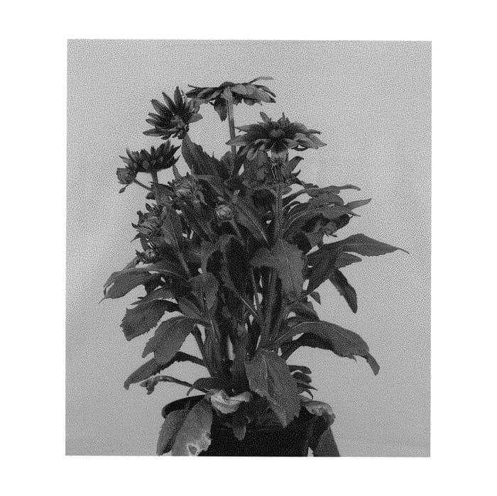 Figure 1 of US plant patent PP30700, the photograph of RUDHT17 printed in the patent.