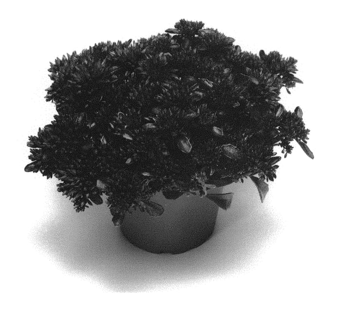 Figure 1 of US plant patent PP30701, the photograph of SETZ0001 printed in the patent.