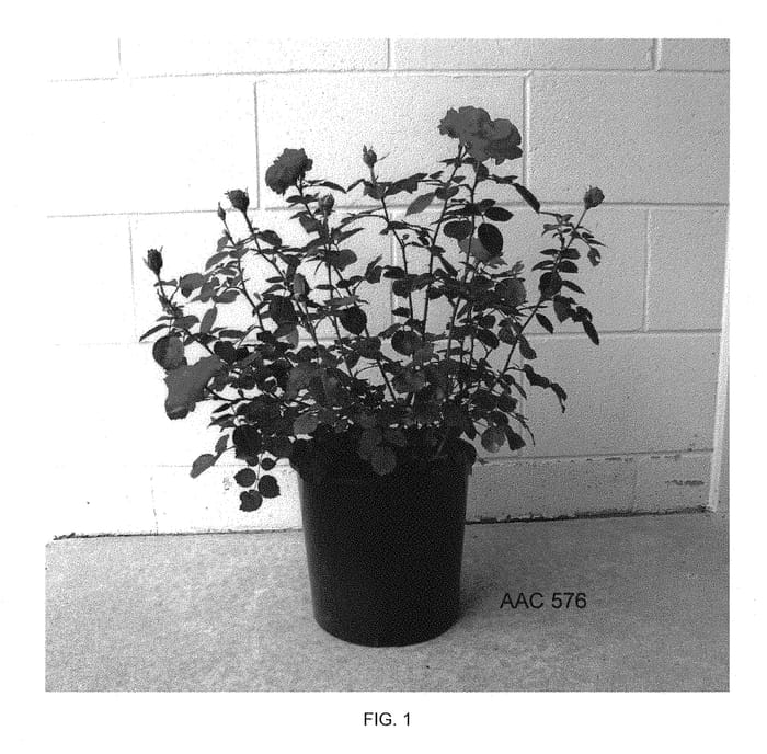 Figure 1 of US plant patent PP30702, the photograph of AAC576 printed in the patent.