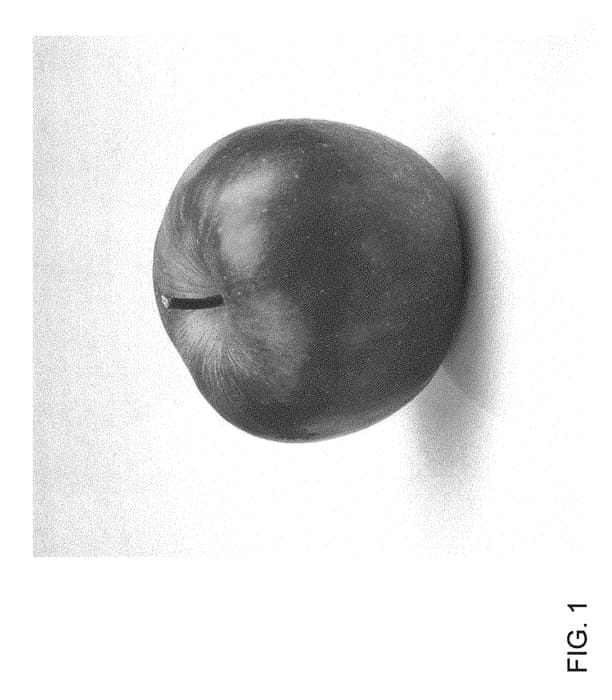 Figure 1 of US plant patent PP30703, the photograph of ZOUK 32 printed in the patent.