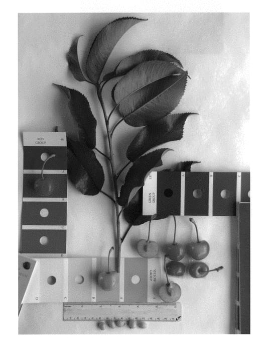 Figure 1 of US plant patent PP30704, the photograph of IFG Cher-four printed in the patent.