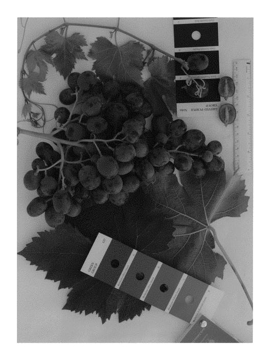 Figure 1 of US plant patent PP30705, the photograph of IFG Thirty-six printed in the patent.
