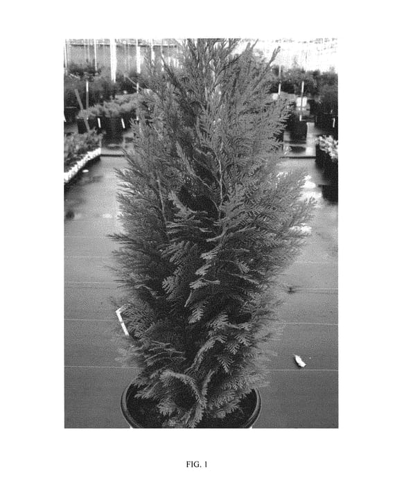 Figure 1 of US plant patent PP30707, the photograph of SMNCLBF printed in the patent.