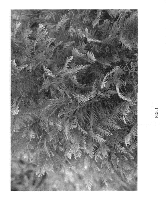 Figure 1 of US plant patent PP30708, the photograph of SMNCLGTB printed in the patent.