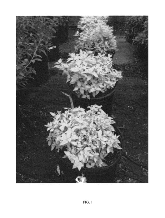 Figure 1 of US plant patent PP30709, the photograph of SMSJMLG printed in the patent.