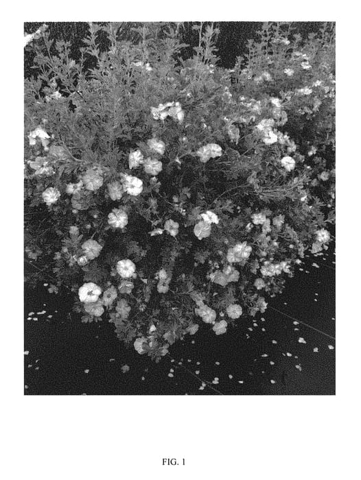Figure 1 of US plant patent PP30710, the photograph of SMNPPS printed in the patent.