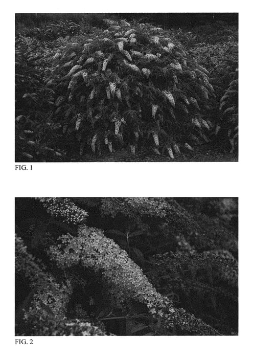 Figure 1 of US plant patent PP30711, the photograph of Pink Cascade printed in the patent.