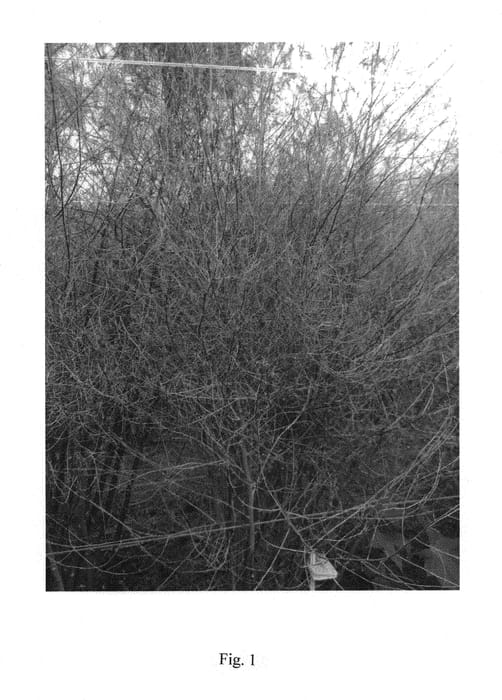 Figure 1 of US plant patent PP30712, the photograph of Spartacus printed in the patent.