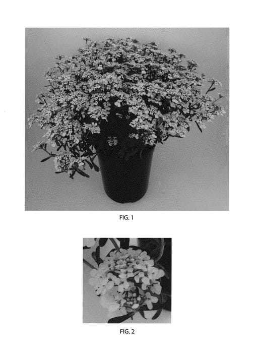 Figure 1 of US plant patent PP30713, the photograph of Summer Snowdrift printed in the patent.
