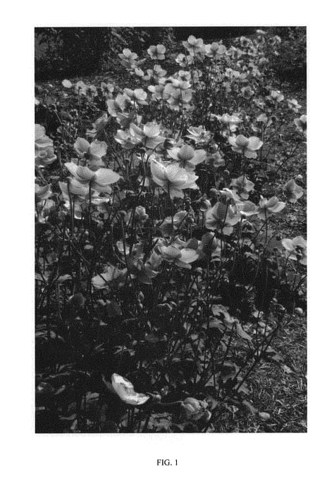 Figure 1 of US plant patent PP30714, the photograph of MACANE002 printed in the patent.