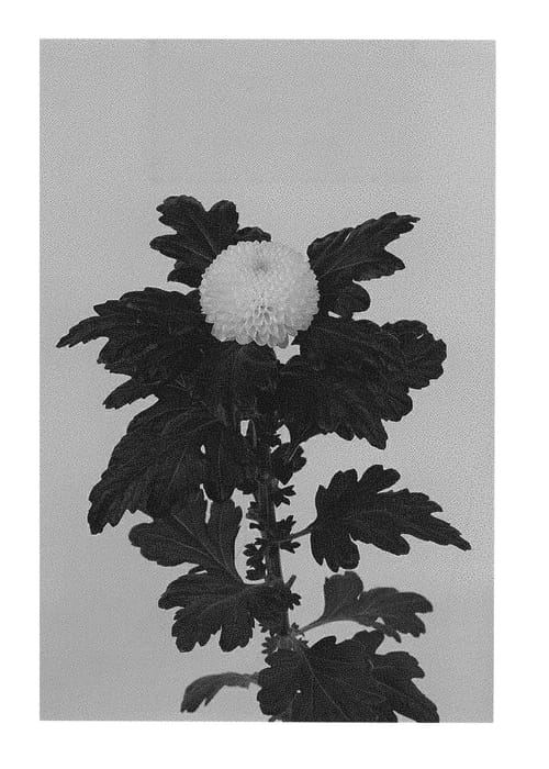 Figure 1 of US plant patent PP30716, the photograph of DLFZON1 printed in the patent.