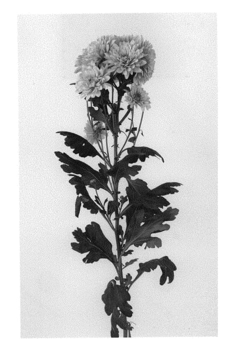 Figure 1 of US plant patent PP30717, the photograph of DLFIND3 printed in the patent.