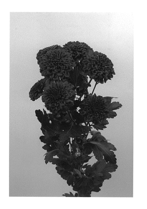 Figure 1 of US plant patent PP30718, the photograph of DLFBRA7 printed in the patent.