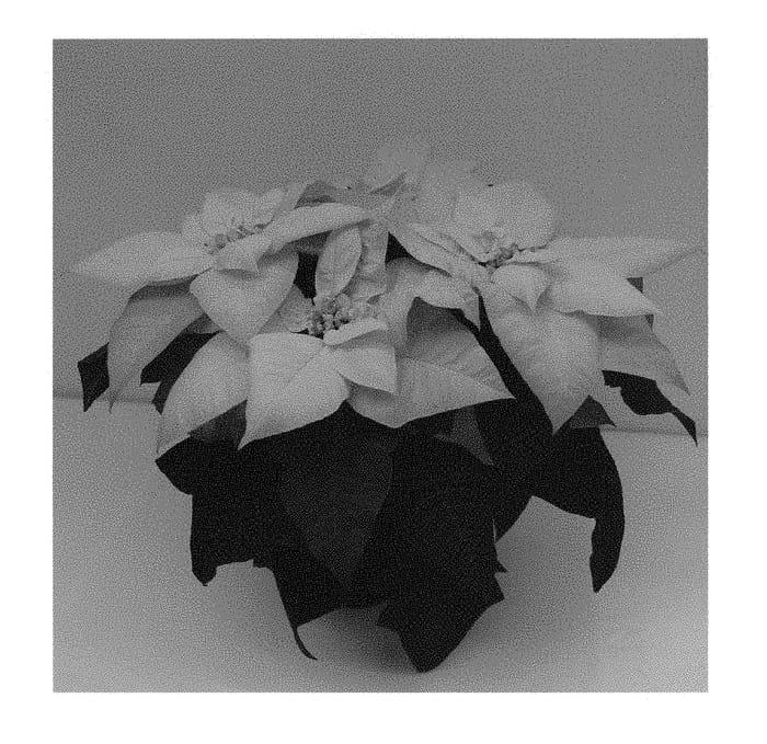 Figure 1 of US plant patent PP30719, the photograph of Q104 printed in the patent.