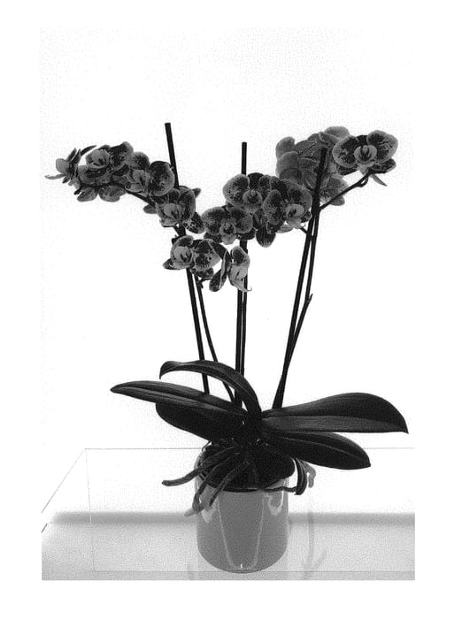 Figure 1 of US plant patent PP30720, the photograph of MI00690 printed in the patent.