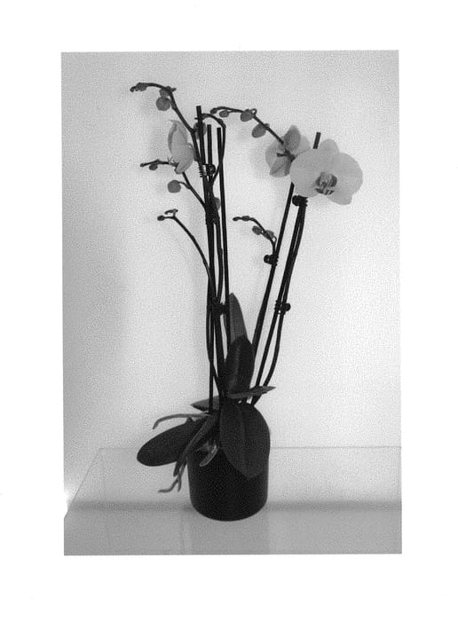Figure 1 of US plant patent PP30721, the photograph of MI00708 printed in the patent.