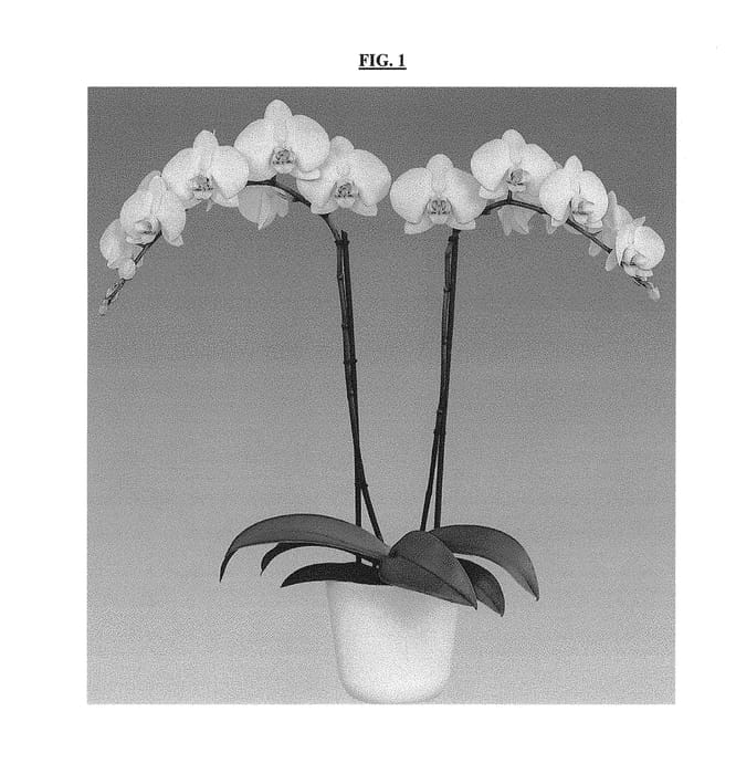 Figure 1 of US plant patent PP30722, the photograph of Felicity printed in the patent.