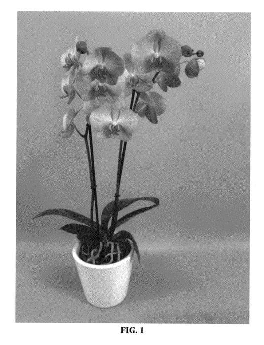 Figure 1 of US plant patent PP30723, the photograph of PHALKUZEL printed in the patent.
