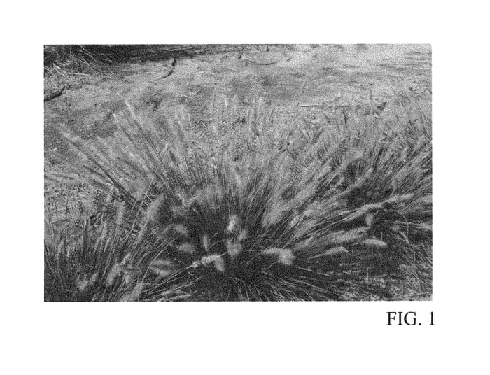 Figure 1 of US plant patent PP30724, the photograph of Tift H18 printed in the patent.