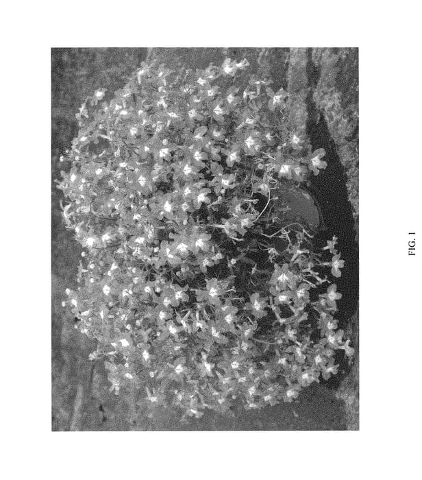 Figure 1 of US plant patent PP30725, the photograph of LOCLA02-0 printed in the patent.