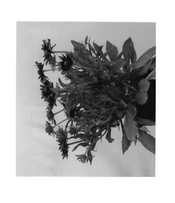 Figure 1 of US plant patent PP30726, the photograph of RUDHT55 printed in the patent.