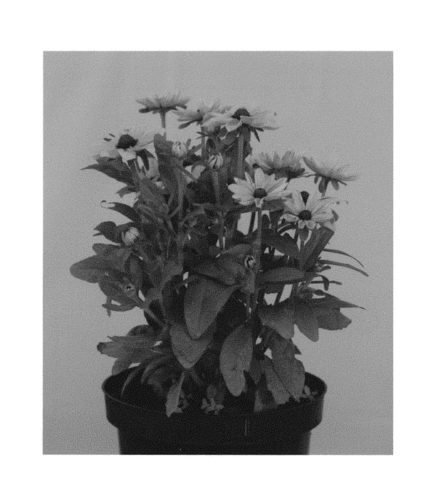 Figure 1 of US plant patent PP30727, the photograph of RUDHT53 printed in the patent.