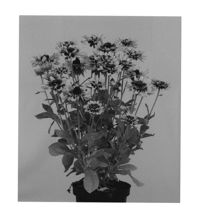 Figure 1 of US plant patent PP30728, the photograph of RUDHT25 printed in the patent.