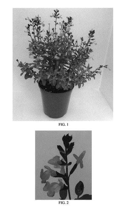 Figure 1 of US plant patent PP30729, the photograph of Balmirsal printed in the patent.