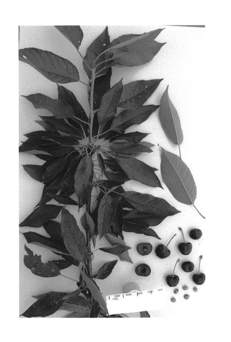 Figure 1 of US plant patent PP30730, the photograph of Sucherryone printed in the patent.