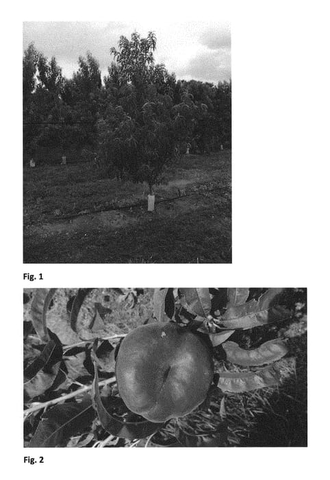 Figure 1 of US plant patent PP30731, the photograph of FLATBUZZ printed in the patent.