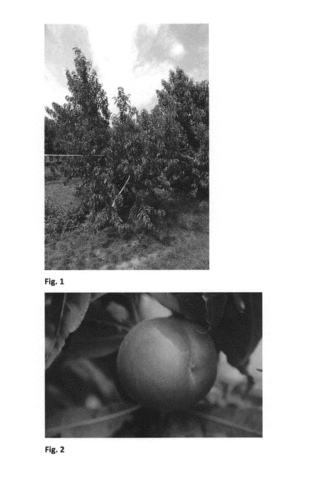 Figure 1 of US plant patent PP30732, the photograph of CRISPLOVA printed in the patent.