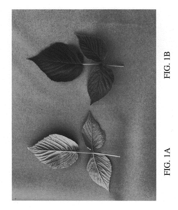 Figure 1 of US plant patent PP30733, the photograph of DrisRaspEleven printed in the patent.