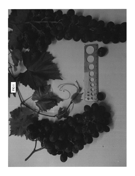 Figure 1 of US plant patent PP30734, the photograph of SV33-122-37 printed in the patent.