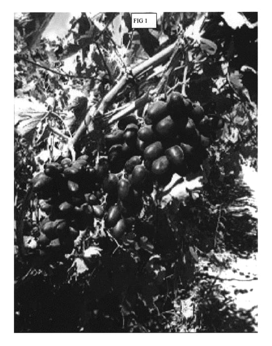 Figure 1 of US plant patent PP30735, the photograph of SV30-13-10 printed in the patent.