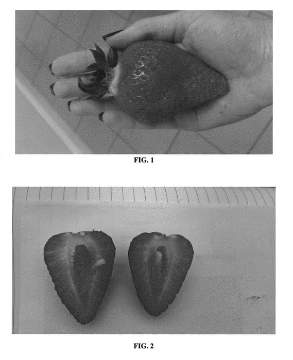 Figure 1 of US plant patent PP30736, the photograph of SWTCOL printed in the patent.